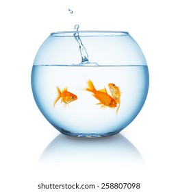 2,349 Fish bowl jump Images, Stock Photos & Vectors | Shutterstock