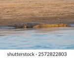 The fish-eating crocodile (Gavialis gangeticus), or gharial, has a long, slender snout with sharp teeth, thrives in rivers, and preys on fish.