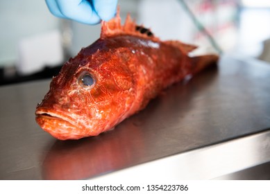 Redfish Images, Stock Photos & Vectors | Shutterstock