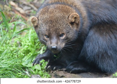 23,601 Fisher animal Images, Stock Photos & Vectors | Shutterstock