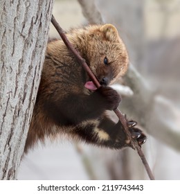 Fisher Animal Licking Tree Branch Sap In A Tree