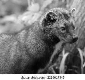 The Fisher Cat Is A Small, Carnivorous Mammal Native To North America, A Forest-dwelling Creature Whose Range Covers Much Of The Boreal Forest In Canada To The Northern United States