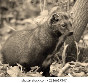 The Fisher Cat Is A Small, Carnivorous Mammal Native To North America, A Forest-dwelling Creature Whose Range Covers Much Of The Boreal Forest In Canada To The Northern United States