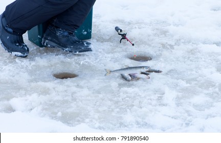 A Fisher Catch Smelt (Osmeridae) In His Hole. The Caught Fish Is On The Ice.