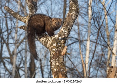 Fisher (Martes Pennanti) Hunched Up In Tree Winter - Captive Animal