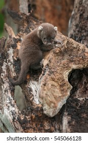 Fisher (Martes Pennanti) Kit Hangs On - Captive Animal