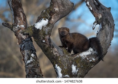 Fisher (Martes pennanti) Looks Out from Tree Circle Winter - captive animal