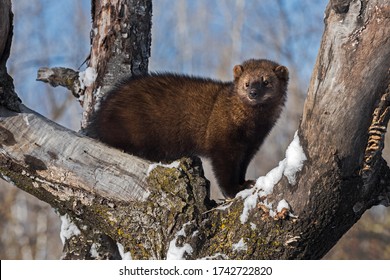 Fisher (Martes Pennanti) Stands Up Tall In Tree Winter - Captive Animal