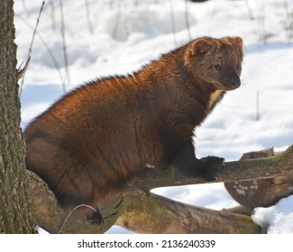 The fisher-cat is a small, carnivorous mammal native to North America, a forest-dwelling creature whose range covers much of the boreal forest in Canada to the northern United States
