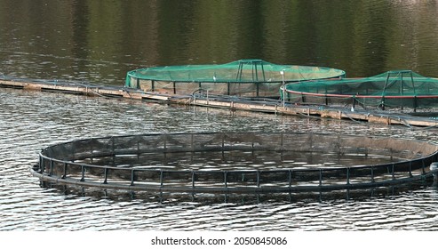 Fisheries, Fish Farm In Summer Lake Or River In Beautiful Summer Sunny Day. Fish Farm Salmon. Close Up.