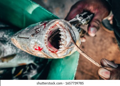 Fisherman in the Amazon holding open the bloody mouth of a captured piranha showing the sharp pointed teeth in close up