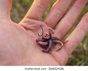 Fisherman baits earthworm on fishing hook by the river. - Shutterstock ID 2068329188