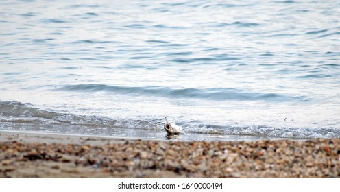 Fisherman Catches A Bass Fish At The Seashore In Campoamor Spain. Bass Hooked At A Fishing Lure. Close Up View Of Bass Fish Catched At The Seashore.