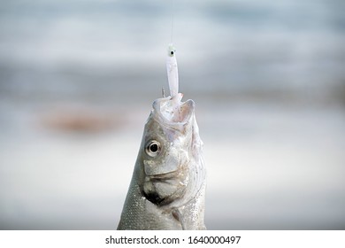 Fisherman Catches A Bass Fish At The Seashore In Campoamor Spain. Bass Hooked At A Fishing Lure. Close Up View Of Bass Fish Catched At The Seashore.