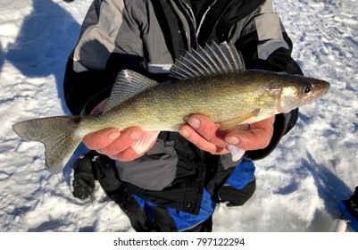 Fisherman Caught A Wisconsin Walleye While Ice Fishing