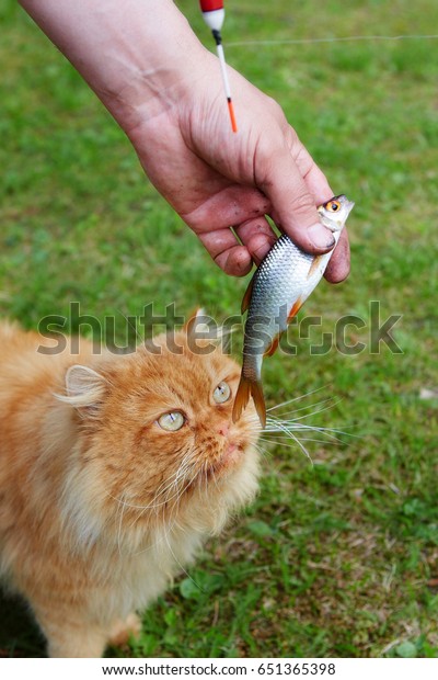 Fisherman feeds fish to the\
cat