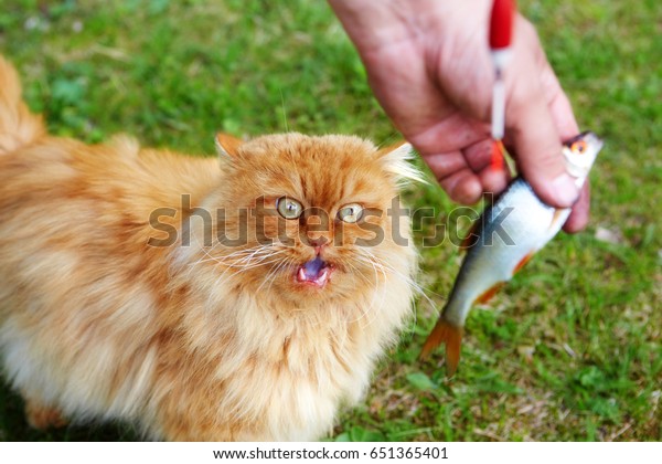 Fisherman feeds fish to the\
cat