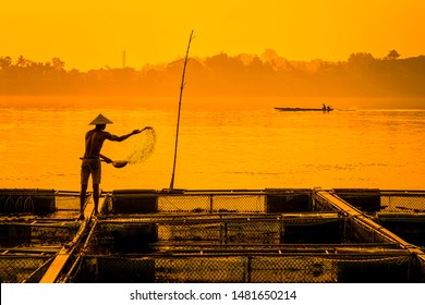 Fisherman Feeds The Fish In A Commercial Farm In Mekong River, Nongkhai. Farmers Feeding Fish In Cages, Mekong River. The Tilapia For Feeding Fish In Northeast Of Thailand.