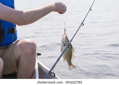 Fisherman With Freshly Caught Freshwater Drum Fish In Lake Erie, Ontario, Canada.