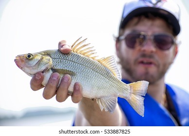 Fisherman With Freshly Caught Freshwater Drum Fish In Lake Erie, Ontario, Canada.