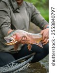 The fisherman hands holding a Yellowstone Cutthroat