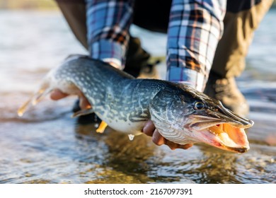 Fisherman Holding Big Pike Fish Above Water. Catch And Release Fishing