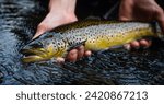 Fisherman holding Brown trout, caught and released