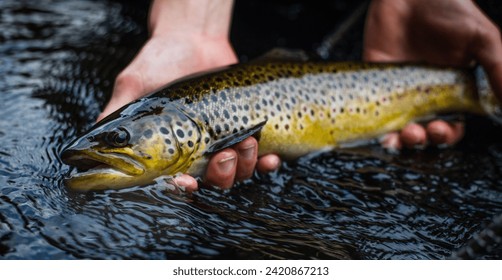 Fisherman holding Brown trout, caught and released - Powered by Shutterstock