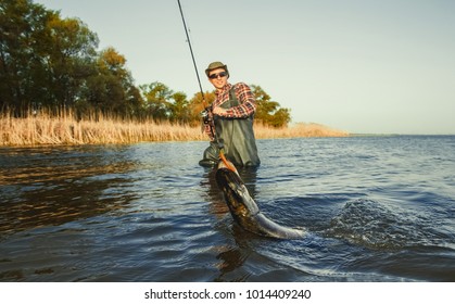 The Fisherman Is Holding A Fish Pike Caught On A Hook In A Freshwater Pond.