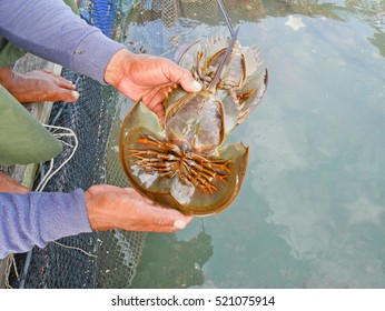 生きた化石 High Res Stock Images Shutterstock