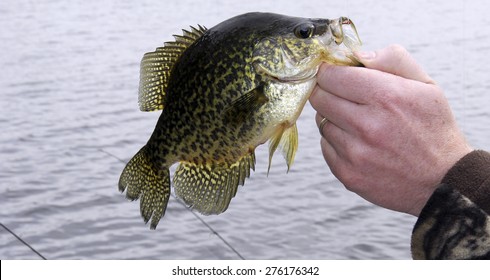 Fisherman holding a large Crappie by the jaw with the lake in the background