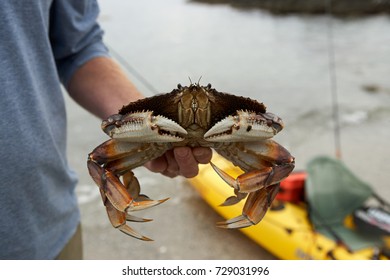 Fisherman Holding A Large Fresh Marine Crab As He Stands On The Seashore At Foggy Bay Ketchican, Alaska