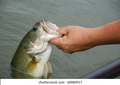 Fisherman Holding A Large Mouth Bass Closeup