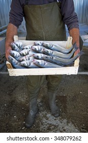 Fisherman Holding A Wooden Box Full Of Freshly Caught Fish. Box Of Seabass.