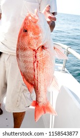 A Fisherman Holds A Large Red Snapper Caught During A Deep Sea Offshore Fishing Trip In The Gulf Of Mexico.