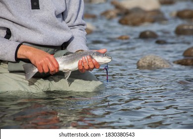 A fisherman holds up a small bull trout from the Squamish River, British-Columbia with a purple fly hanging from it's mouth