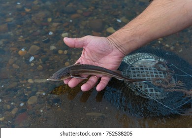 Fisherman Holds A Sturgeon Caught In The River. Осетр. Осетрина. Acipenseridae. 