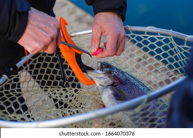 The fisherman holds the trout with a special fishing grip in the net. The hands of the fisherman with the orange grip - poles for fishing