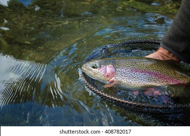 Fisherman picking up big rainbow trout from his fishing net 