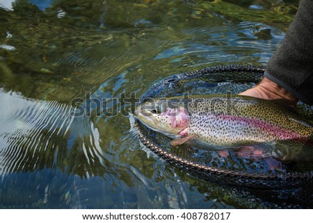 Fisherman picking up big rainbow trout from his fishing net 