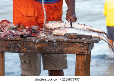 Fisherman Preparing Fish To Sell On The Colombian Beach