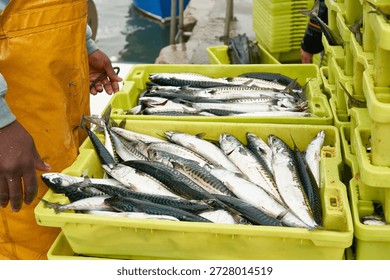 Fisherman processing and sorting freshly caught mackerel fish in yellow plastic crates at a fishing port, preparing for sale. Santona, cantabria