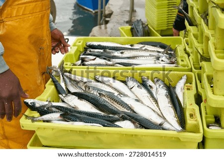 Fisherman processing and sorting freshly caught mackerel fish in yellow plastic crates at a fishing port, preparing for sale. Santona, cantabria