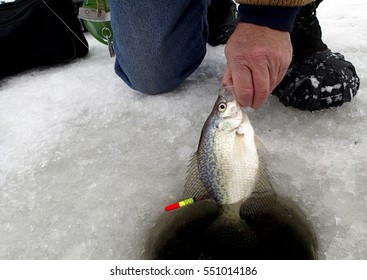 Fisherman pulling a Crappie through a hole in the ice