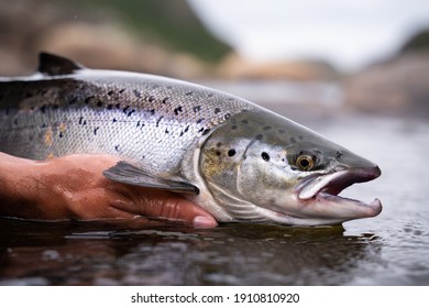 A fisherman releases wild Atlantic silver salmon into the cold water - Shutterstock ID 1910810920