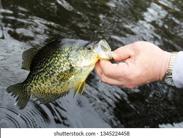 Fisherman releasing a Crappie back to the lake
