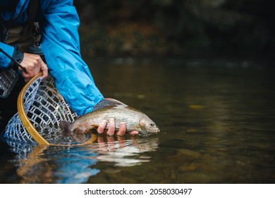 Fisherman Releasing His Trophy To The River. Catch And Release.