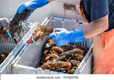 A fisherman seperates live lobsters by size into bins on his boat to sell at a pier in Maine.