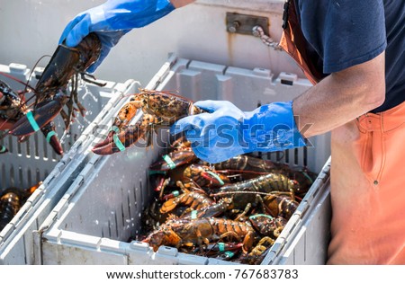 A fisherman seperates live lobsters by size into bins on his boat to sell at a pier in Maine.