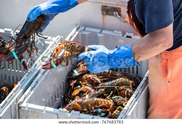 Fisherman Seperates Live Lobsters By Size Stock Photo 767683783 ...